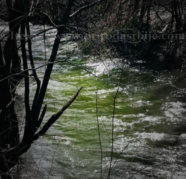 MLAVA U GORNJAČKOJ KLISURI – ŠETNJA PORED REKE