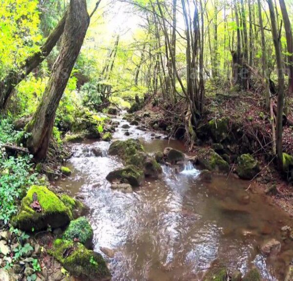 TREST – ŠUMSKI POTOK POSLE KIŠE